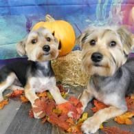 Two small dogs on autumn leaves with a pumpkin backdrop