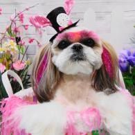 Small dog in a pink outfit with a witch hat, posing among pink flowers and purple decor