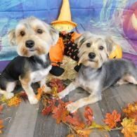 Two small dogs with a scarecrow and autumn leaves on a colorful fall backdrop