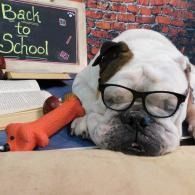 Bulldog wearing glasses beside a “Back to School” sign and a red pencil on a desk