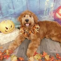 Brown dog lying on a fall-themed backdrop with pumpkins and autumn leaves, wearing a leaf collar.