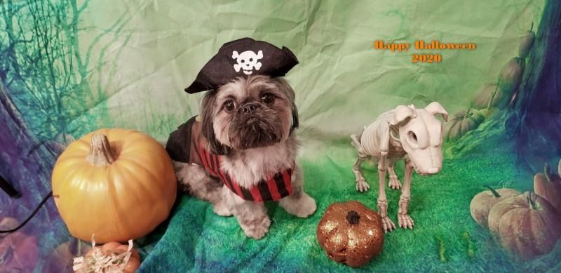Pirate dog beside a pumpkin and skeleton in a spooky Halloween scene