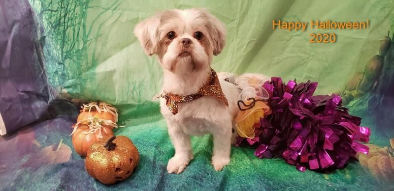 Small dog in a bow tie sits by pumpkins and purple flowers with “Happy Halloween 2020” text.