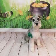 Small gray dog sitting on wooden floor with green toy, in front of a pot of gold and tall grass backdrop