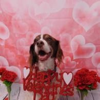 Brown-and-white dog in front of pink heart backdrop with red Valentine's Day decorations