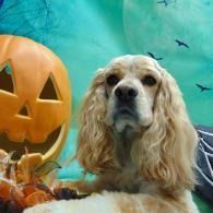 Dog beside a carved pumpkin against a teal Halloween backdrop