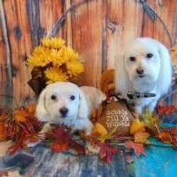 Two white puppies posing among autumn leaves and flowers against a rustic wooden backdrop.