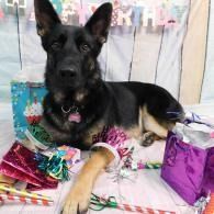 Black German Shepherd lying among colorful birthday presents and wrapping paper, with a festive backdrop