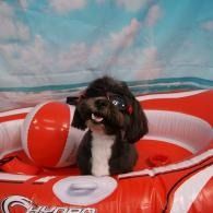 Small black dog sitting in a red inflatable pool, tongue out, with a beach backdrop