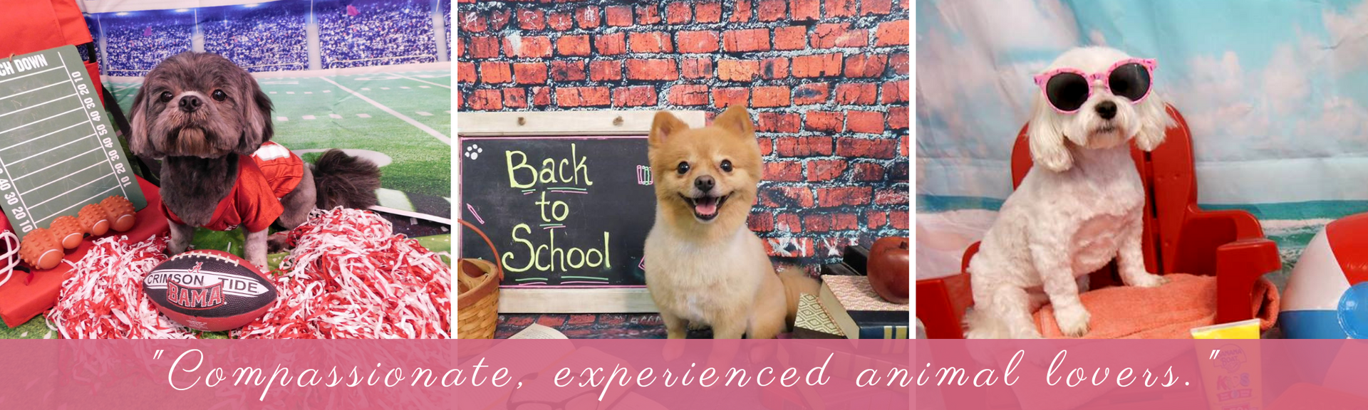 Three small dogs in holiday outfits pose against festive backdrops with a cursive caption at the bottom