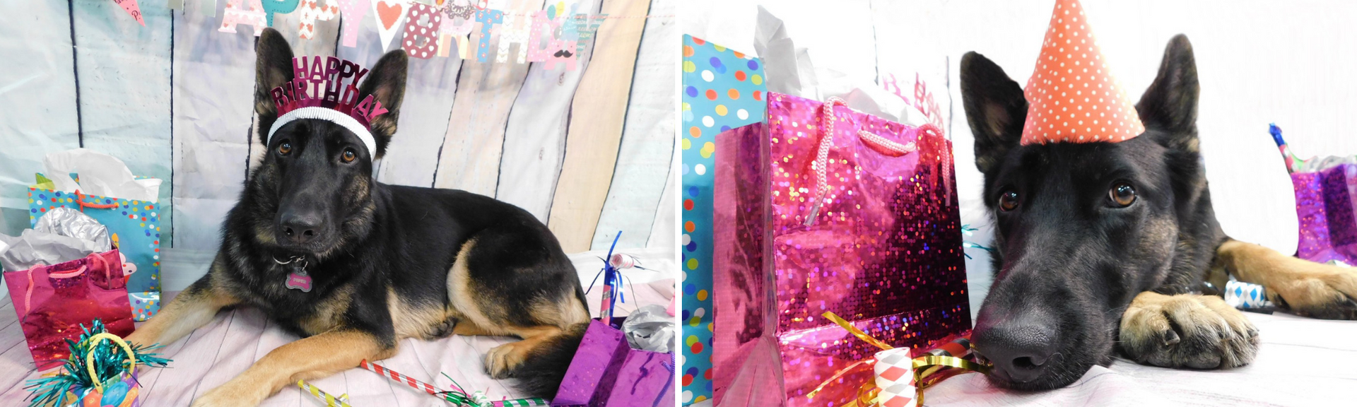 German shepherd lying on a birthday blanket beside a party hat and gift bags