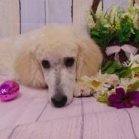 White poodle lying on a pink floor beside flowers and a pink ornament