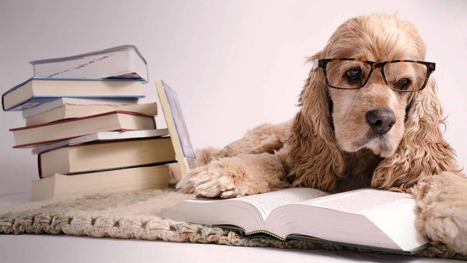 Brown dog wearing glasses lying on an open book beside a stack of books