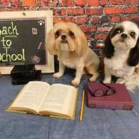 Two small dogs sit by an open book and school supplies in front of a “back to school” chalkboard.