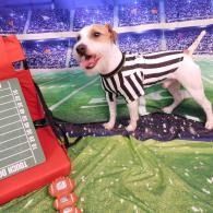 Small dog in a black-and-white referee costume on a football field beside a red yard marker