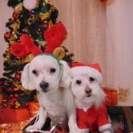 Two small white dogs in festive outfits sit by a decorated Christmas tree.