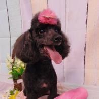 Black poodle with a pink bow on its head, sitting with tongue out against a light backdrop