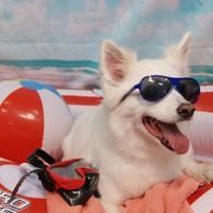 White dog wearing sunglasses on a pink towel beside a red-white beach ball, mouth open and tongue out.