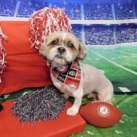 Small dog in red-and-black sports gear sitting beside pom-poms and a football on a stadium field backdrop