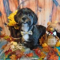 Black puppy with plaid bow tie among autumn leaves beside a small teddy bear decoration