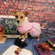 Small dog in a pink dress posing in a classroom-themed setup with a 