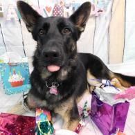 German shepherd wearing a colorful bandana, sitting among wrapped gifts with tongue out