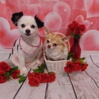 Two small dogs in pink harnesses posed with red flowers against a pink heart backdrop