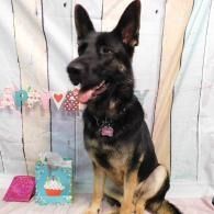 Black German Shepherd sitting in front of a festive backdrop with pastel decorations and gifts