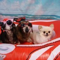 Three dogs wearing sunglasses sit in a red inflatable raft.