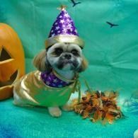 Small dog in a purple witch hat and scarf beside a pumpkin decoration on a turquoise Halloween backdrop