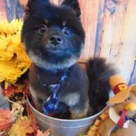 Black fluffy puppy in a metal bucket, wearing a blue tie, surrounded by autumn leaves and decorations.