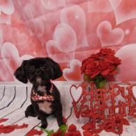 Small black dog with red bow in front of pink heart backdrop and red floral decoration