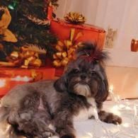 Small black and gray dog lounging indoors near holiday lights and decorations