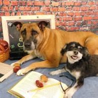 Large tan dog and small black-and-white dog sitting on a blue blanket by a brick wall