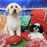 Two small dogs on a red chair with football decor, one standing and one lying down, in a stadium-themed setting