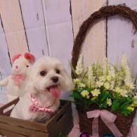 Small white dog in a wooden crate beside a flower basket with a pink ribbon and stuffed bunny