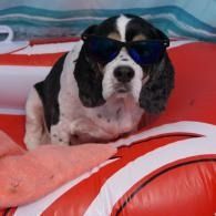 Black-and-white dog wearing sunglasses, sitting on a red inflatable raft
