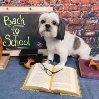 Small white dog beside a 