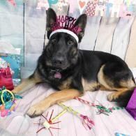 Black and tan German shepherd lying on a festive birthday backdrop with a pink headband and decorations
