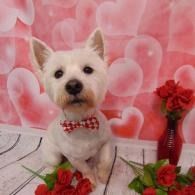Small white dog with red bow tie, sitting among red flowers against a pink floral backdrop