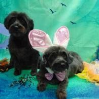 Two black puppies in pink bunny ears and bow ties on a teal backdrop