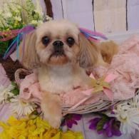 Small cream-colored dog in a pink floral outfit, sitting among pink and yellow flowers.