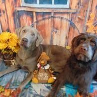 Two dogs posing before a rustic wooden backdrop with flowers and a fall-themed sign