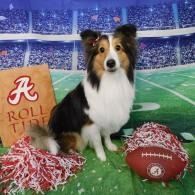 Dog sitting on football field backdrop with Alabama pom-poms, sign, and football