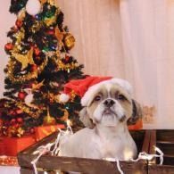 Small dog in a Santa hat sitting in a basket beside a decorated Christmas tree