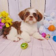 Small brown-and-white puppy lying on a pastel floor beside colorful Easter eggs and flowers
