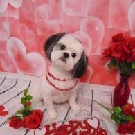 Small white dog with black ears and a red necklace, posing among red roses on a pink heart backdrop
