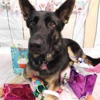 German shepherd sitting amid colorful gift bags and wrapping paper, looking at the camera