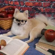 White fluffy dog wearing glasses beside open book, apple, and basket against a brick wall backdrop
