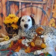 Speckled dog lying on autumn leaves beside flowers, with a decorative pumpkin and wooden backdrop